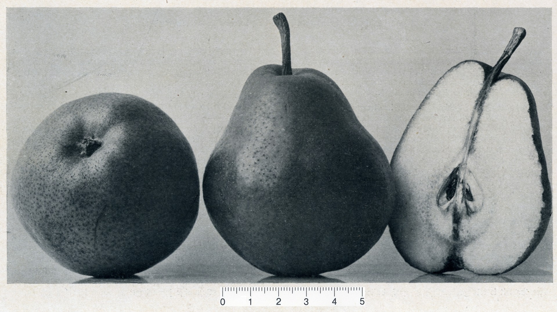 Historische afbeelding van de Beurré Diel, aromatische handpeer